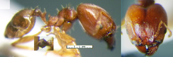 {Pheidole impressifrons major}