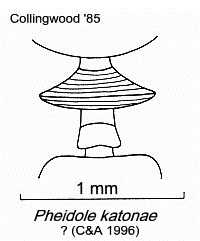 {Pheidole katonae soldier}