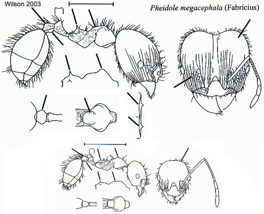 {Ph megacephala from Wilson 2003}