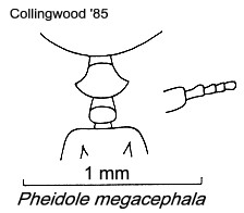 {Pheidole megacephala (Saudi Arabia)}