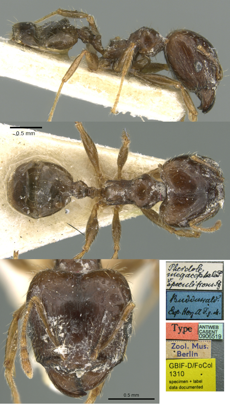 {Pheidole speculifrons holotype}