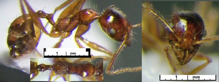 Pheidole mentita minor