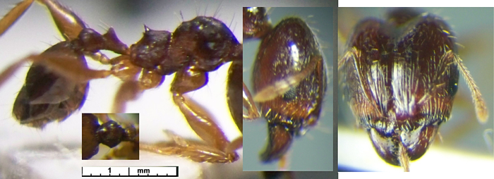 Pheidole mentita major