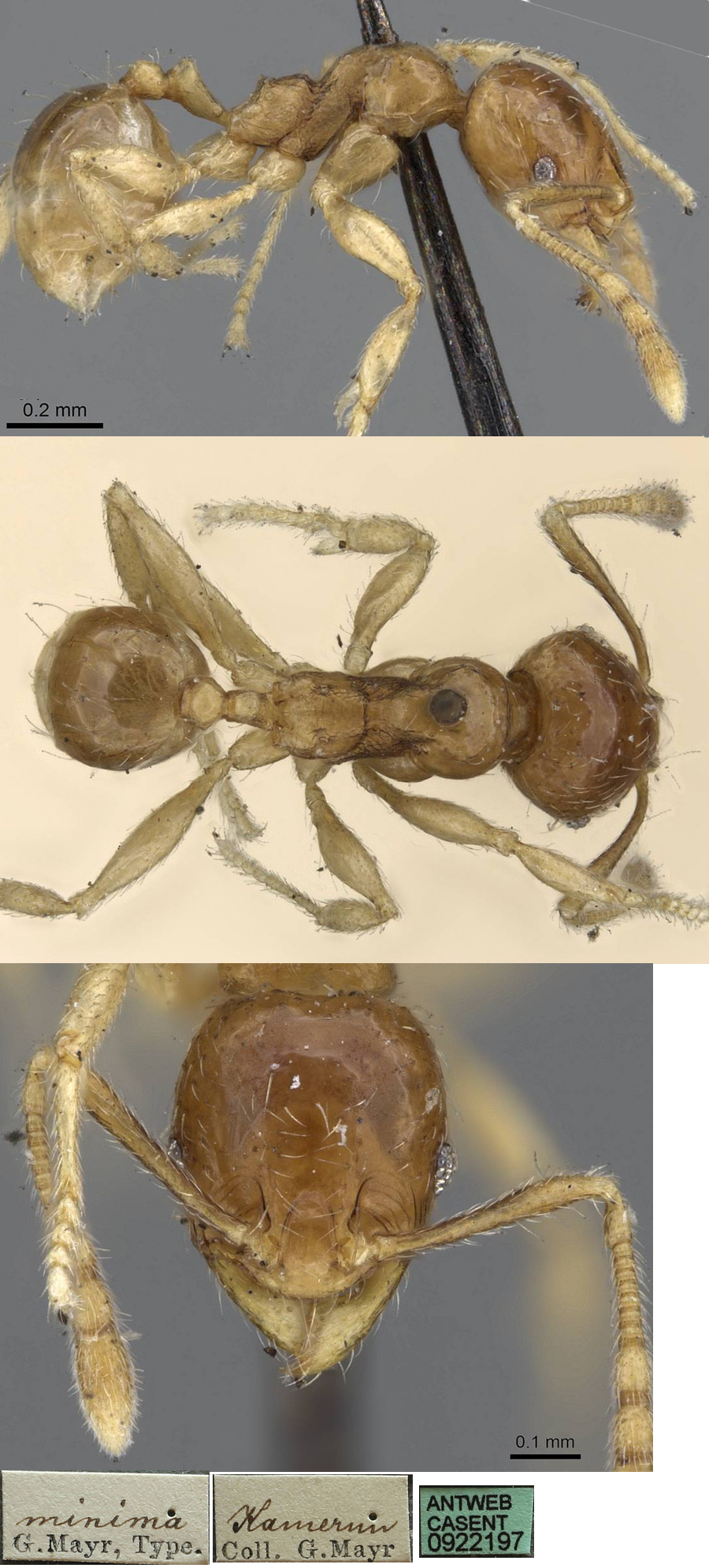 Pheidole minima type form minor