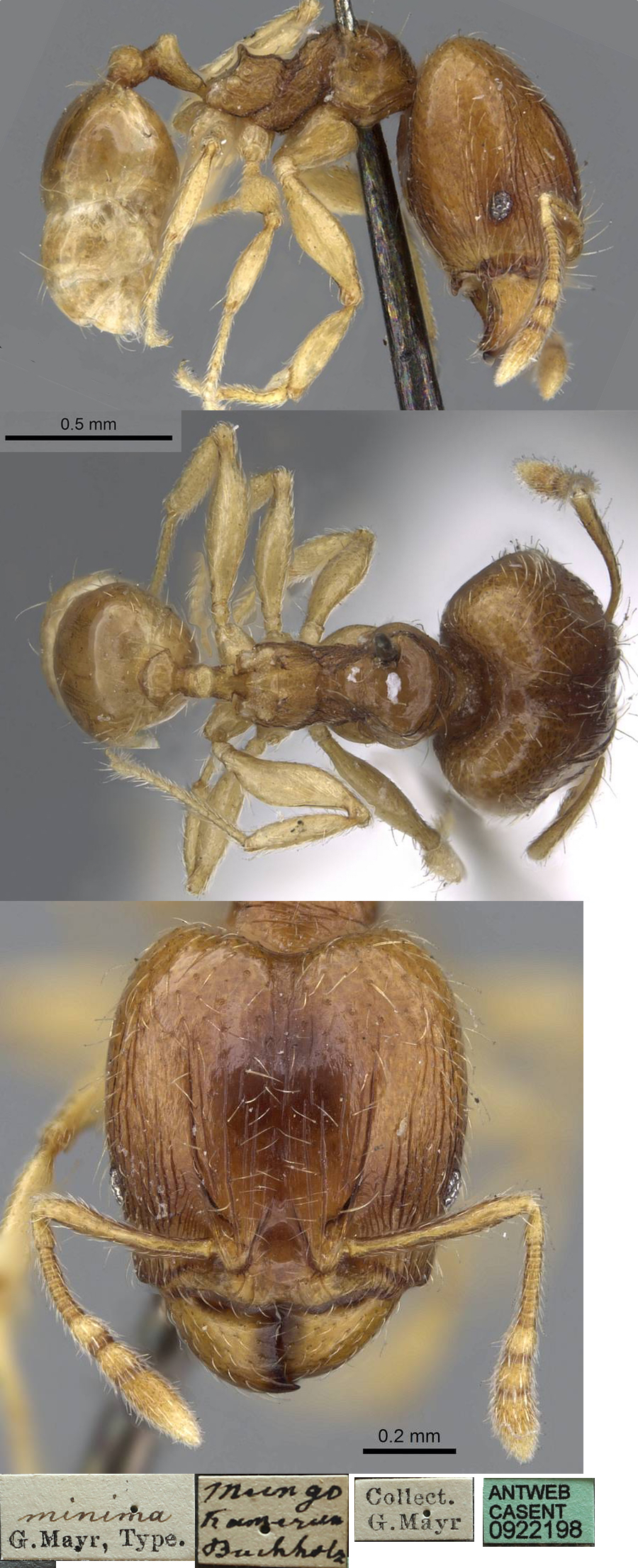 Pheidole minima