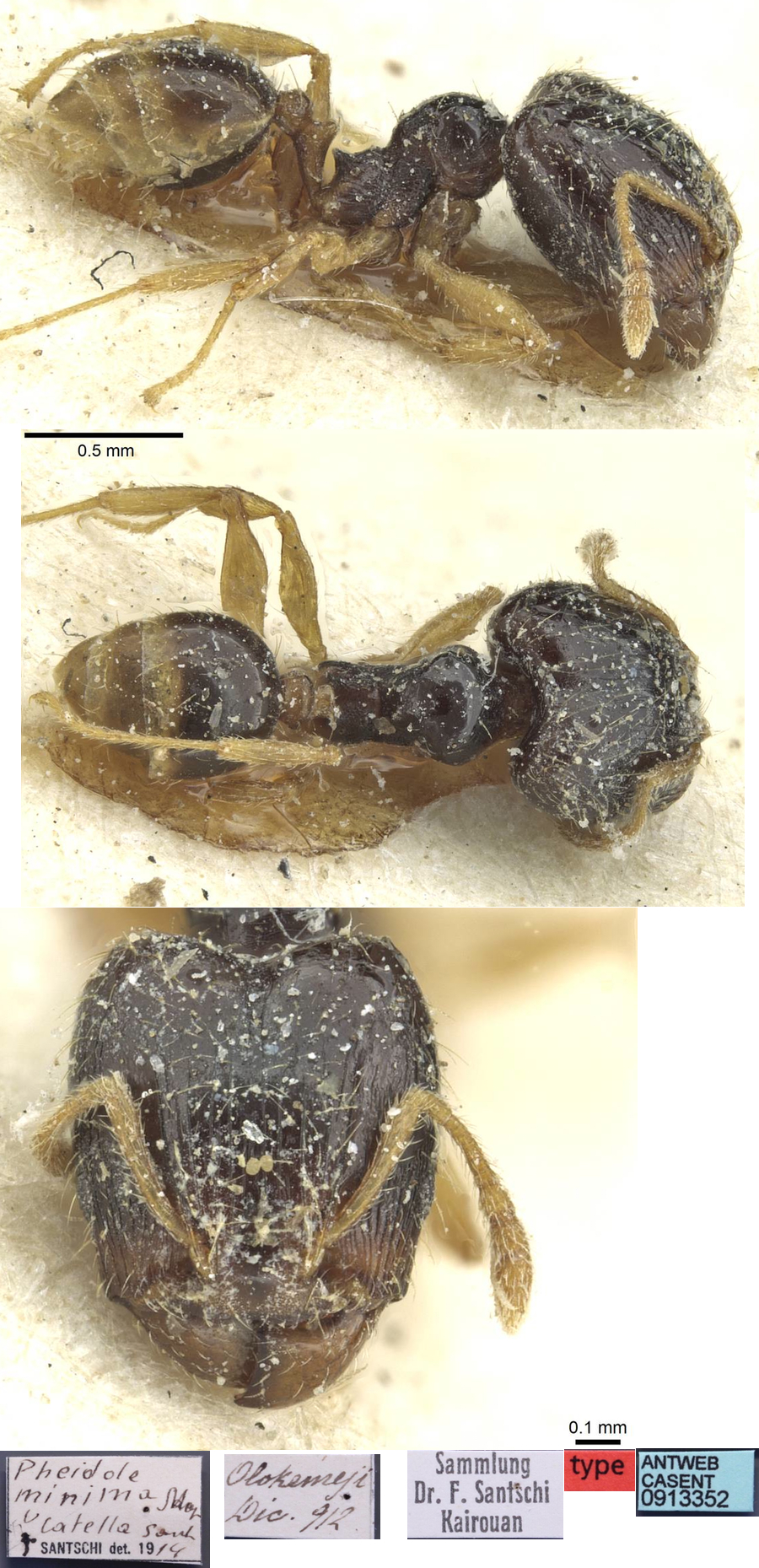 Pheidole minima catella