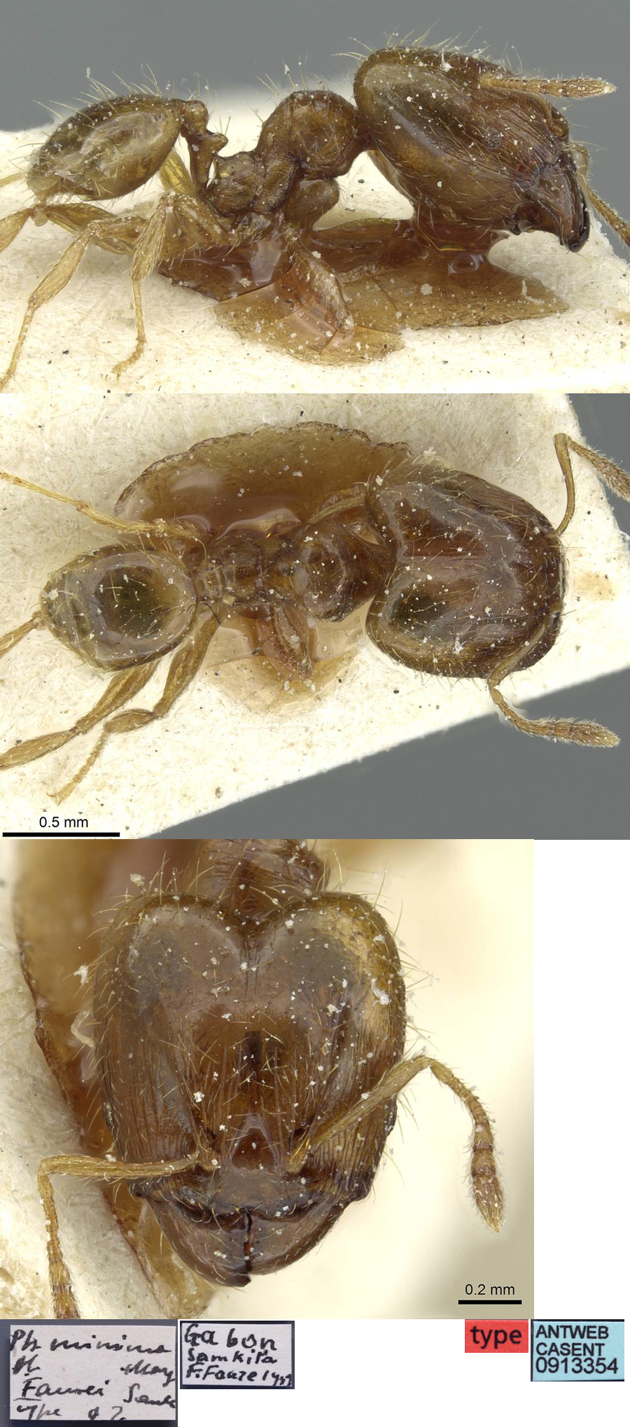 Pheidole minima faurei