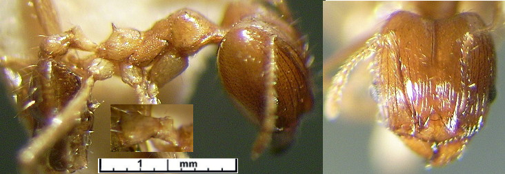 {Pheidole minima major}