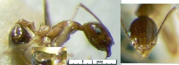 {Pheidole minima minor}