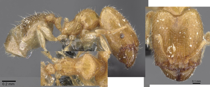 {Pheidole minuscula}