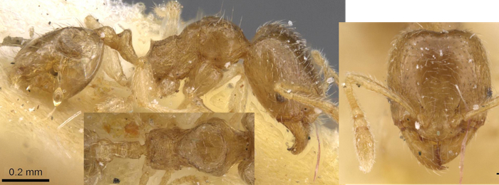 {Pheidole minuscula minor}