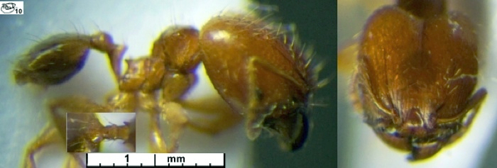 {Pheidole nigeriensis major}