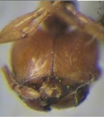 nigeriensis