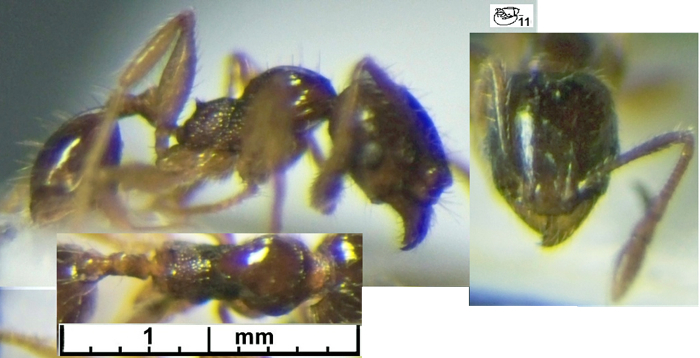 {Pheidole nigeriensis minor}