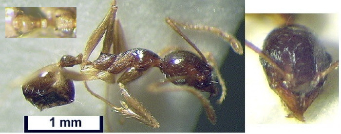 {Pheidole nkomoana minor}