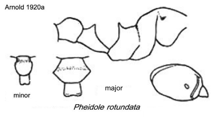 {Pheidole megacephala rotundata}