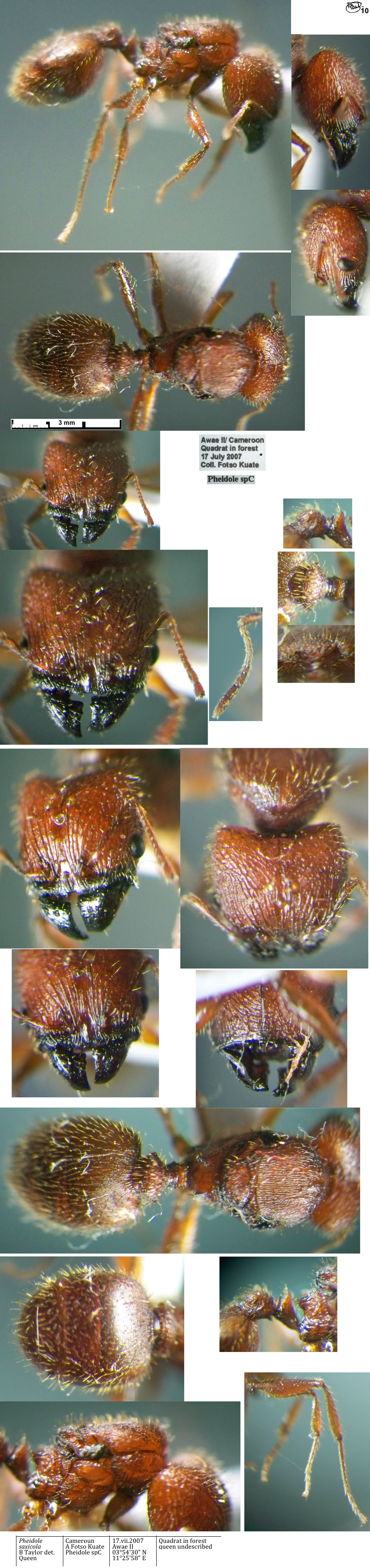 {Pheidole saxicola minor}