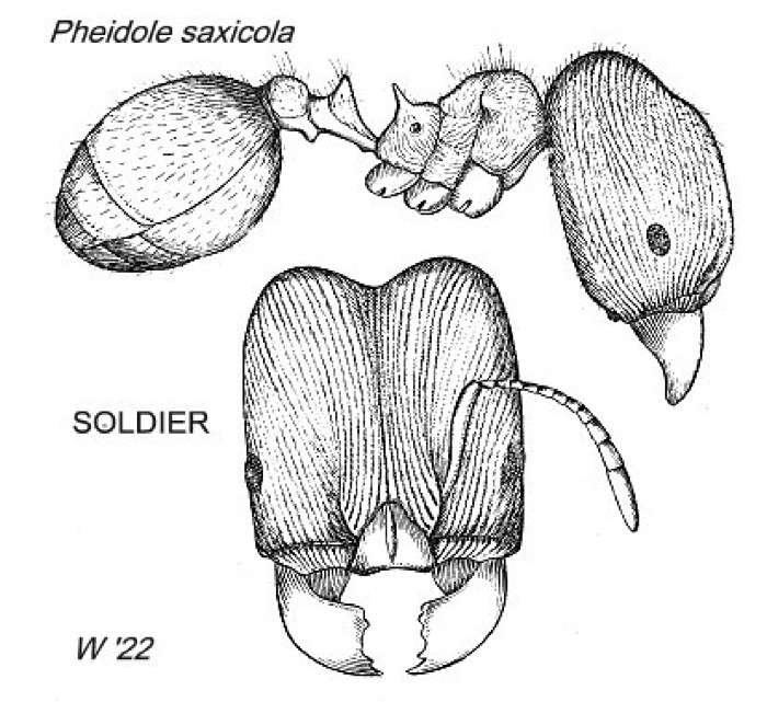 {Pheidole saxicola}