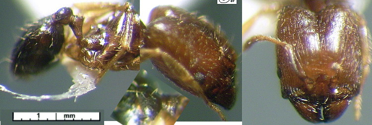 {Pheidole schoutedeni major}