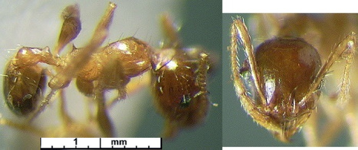 {Pheidole schoutedeni minor}