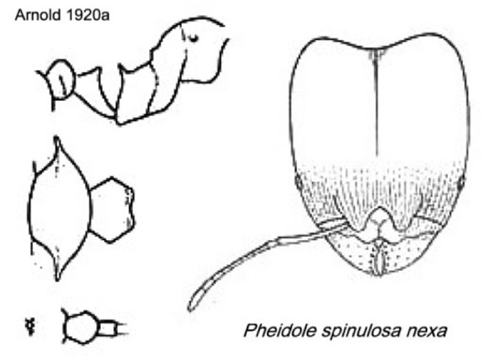 {Pheidole spinulosa}