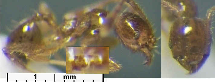 {Pheidole squalida minor}