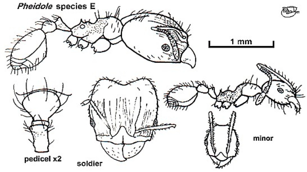 {Pheidole stephensi (species E)}