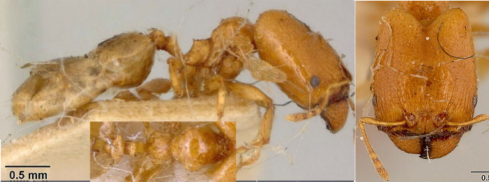 {pheidole strator major}