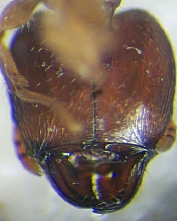 Pheidole tenuinodis major underhead