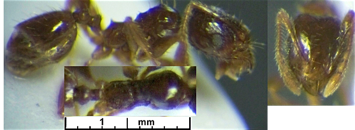 {Pheidole termitophila minor}