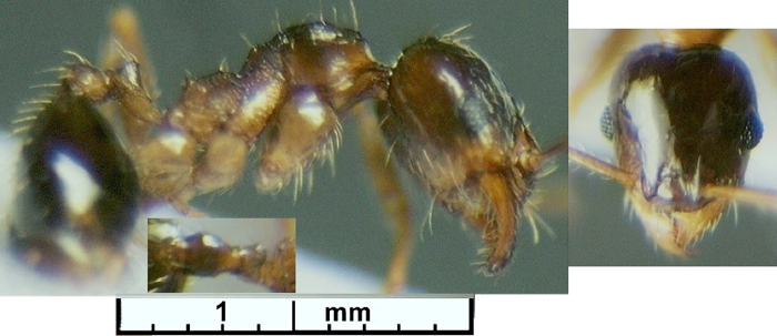 {Pheidole termitophila minor}