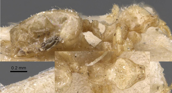 Pheidole tricarinata