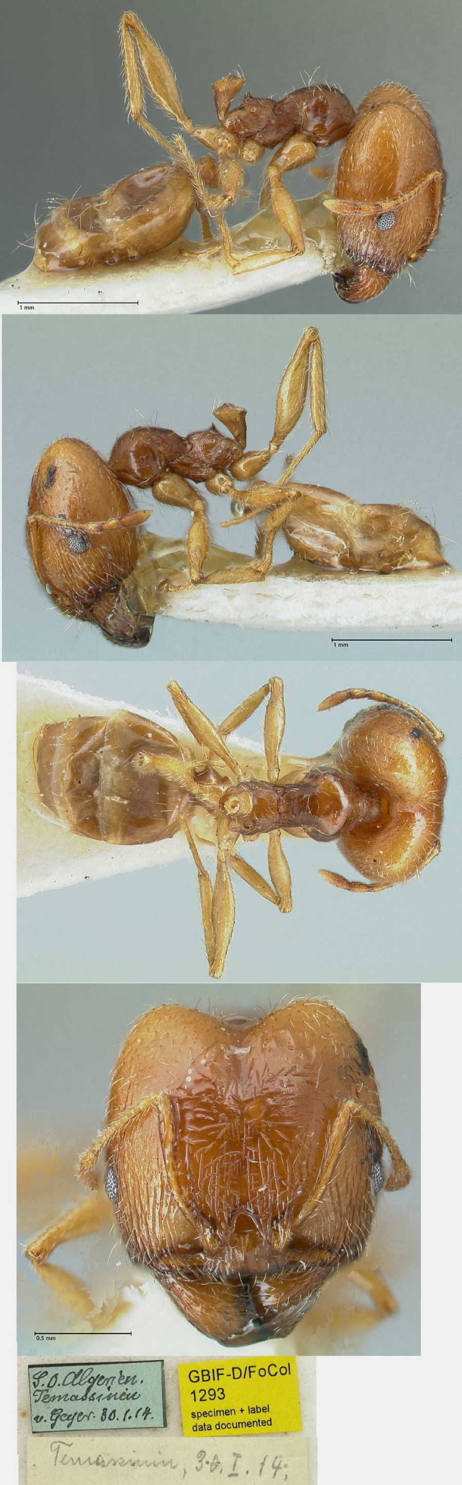 {Pheidole cicatricosa major from Algeria}