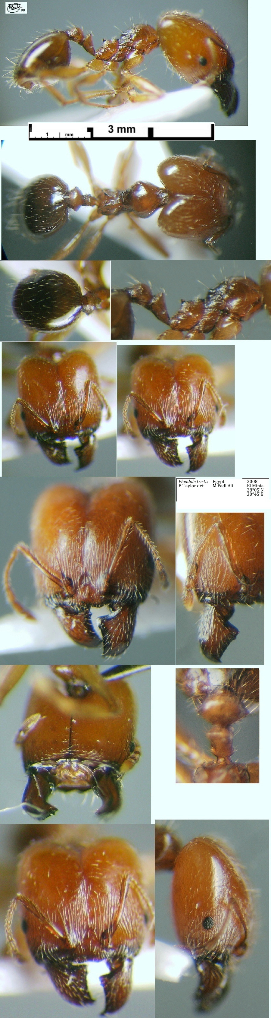 {Pheidole recticeps El-Minia major}