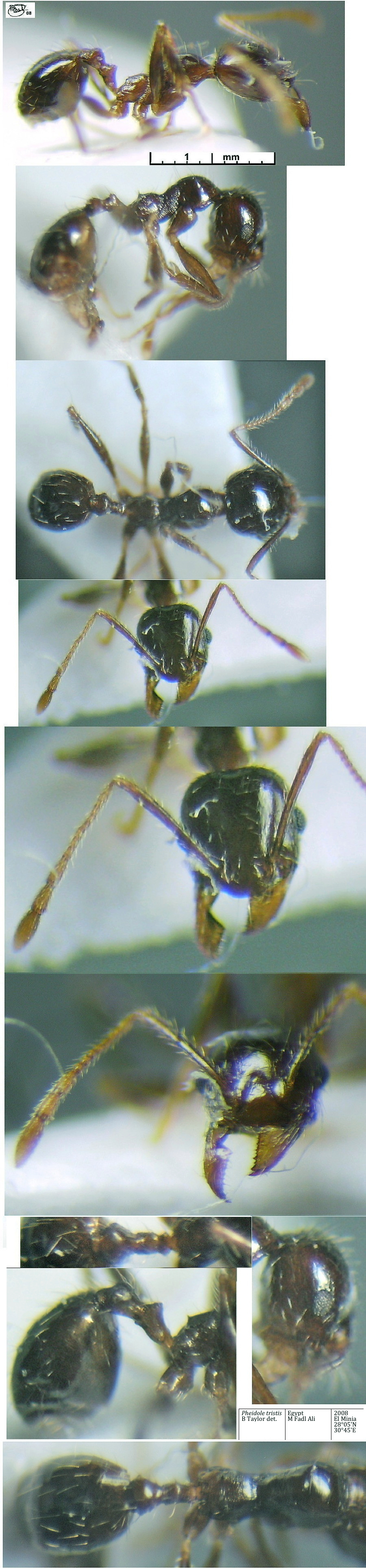 {Pheidole recticeps El-Minia minor}