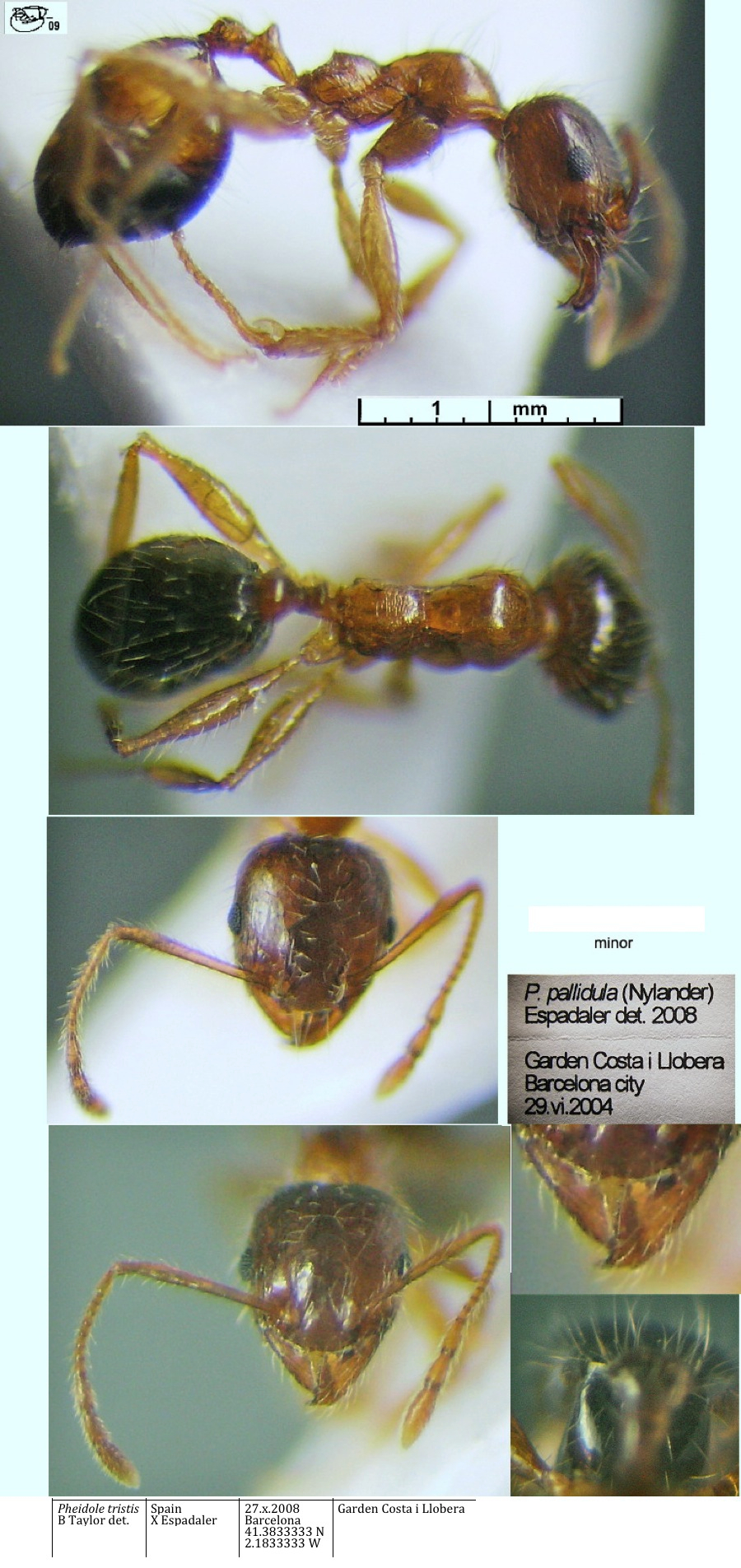 {Pheidole tristis minor}