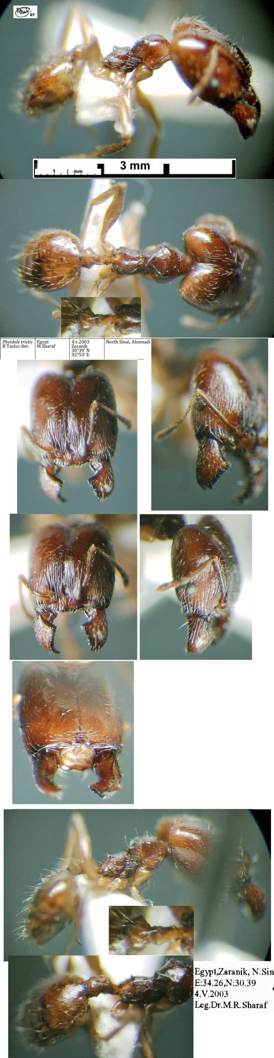 {Pheidole recticeps Zaranik major}