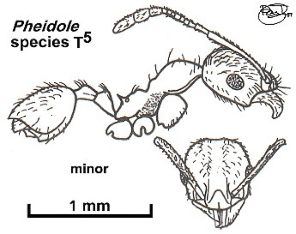 {Pheidole species T5}