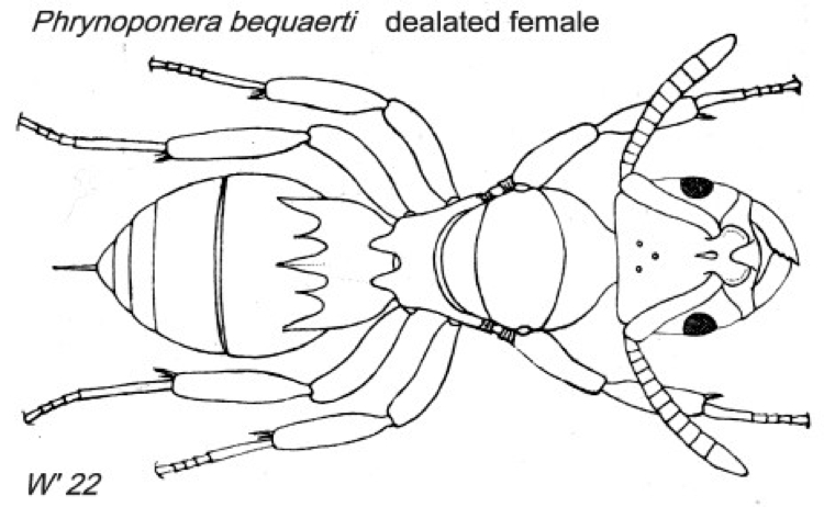 {Phrynoponera bequaerti}