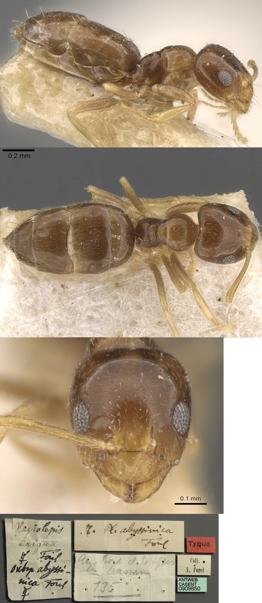 Plagiolepis abyssinica paratype
