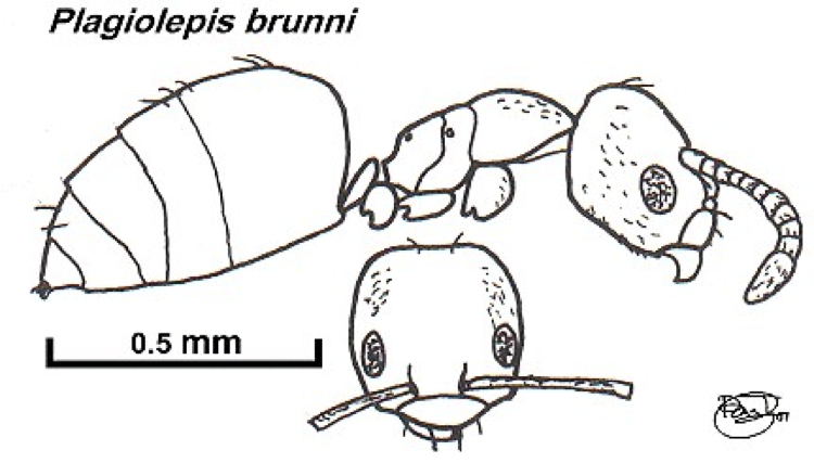 Plagiolepis brunni