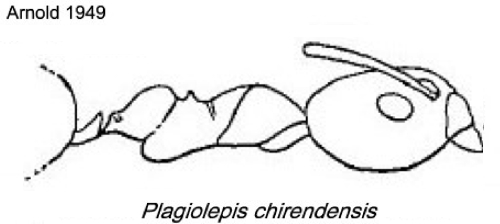 {Plagiolepis chirendensis}
