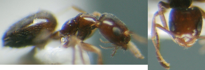Plagiolepis pygmaea