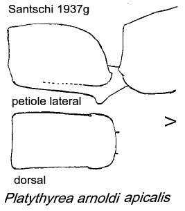 {Platythyrea arnold apicalis}