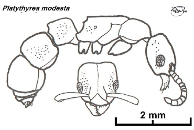 {Platythyrea modesta}