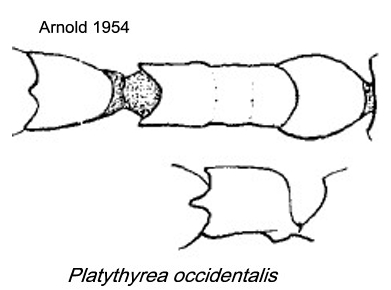 {Plathyrea occidentalis}