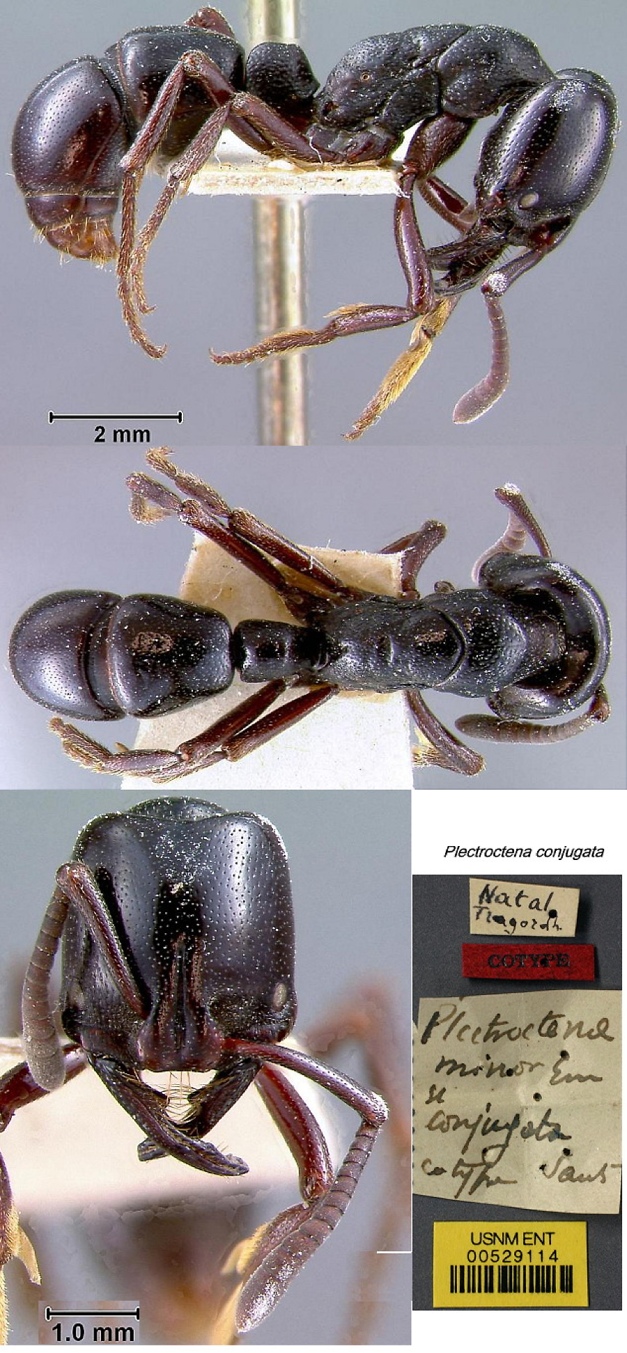 Plectroctena conjugata