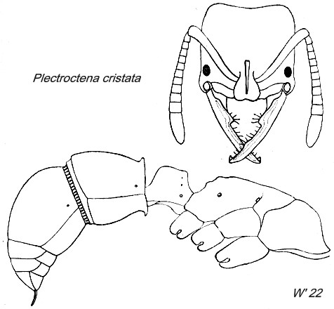 {Plectroctena cristata}