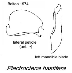 {Plectroctena hastifera}