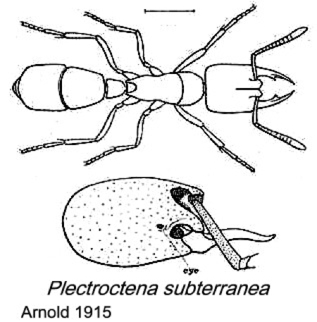 {Plectroctena subterranea}